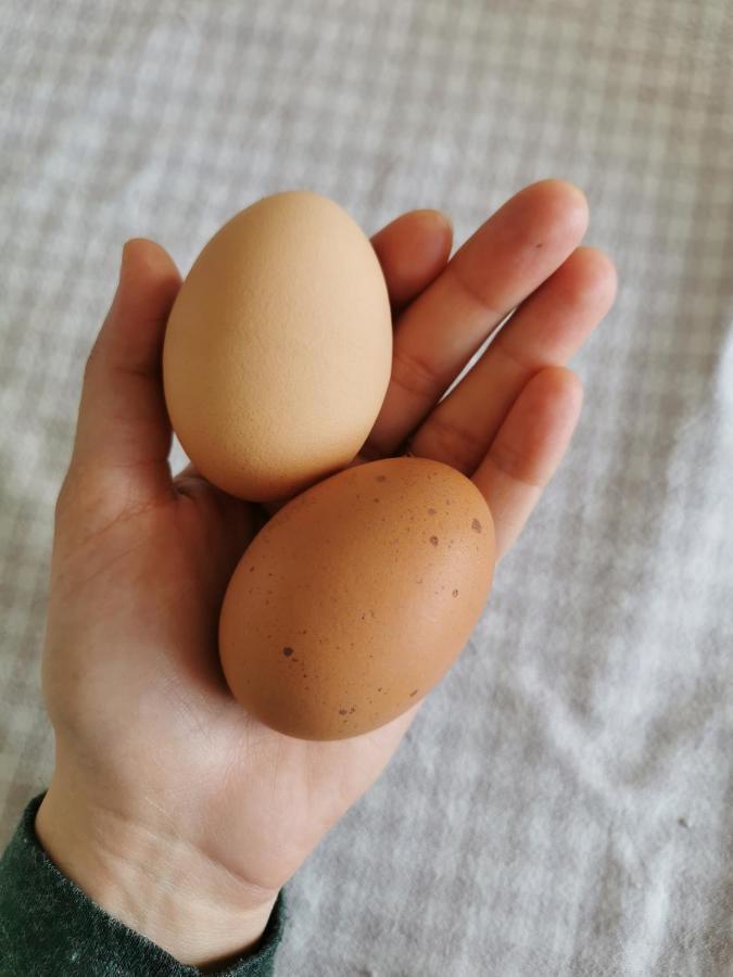 Prissé Au Jardin Des Deux Roches Bed & Breakfast エクステリア 写真